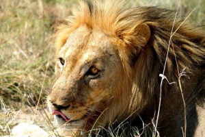 U zimbabveu, turisti su se upoznali sa prugastim lavom